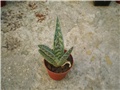 Aloe variegata